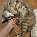 こひな