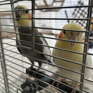 オカメインコ2羽里親様募集