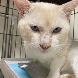 白猫　そら君3歳〜4才