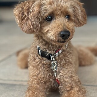 プードル男の子 8歳 散歩が大好き甘えん坊です。