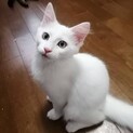 ふわふわ長毛美猫のパク君❤️