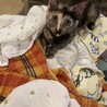 犬、猫、人間みーんなと仲良くできる賢い子❤️ サムネイル5