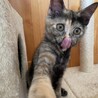 犬、猫、人間みーんなと仲良くできる賢い子❤️ サムネイル7