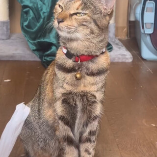 撫でられるの大好き人間大好きキジトラちゃん！