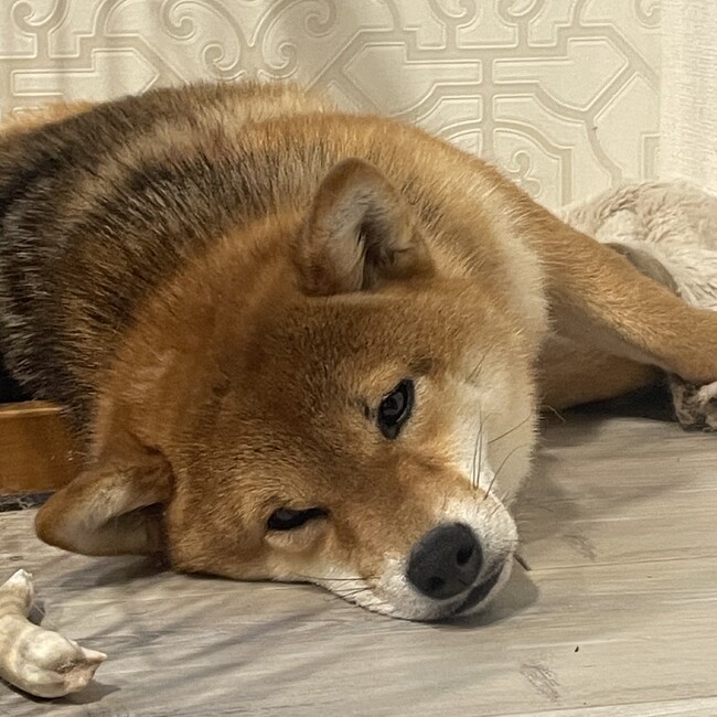 ウメムギのカバー写真