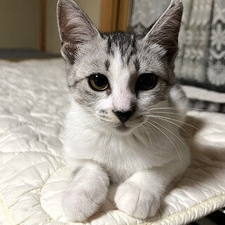 人気の毛色♡淡色の美猫さん♡花純ちゃん♡