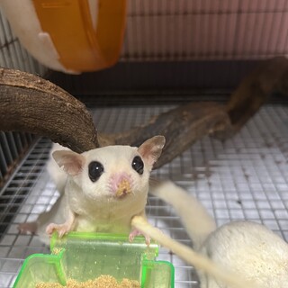 フクロモモンガ  モザイク　オスメス