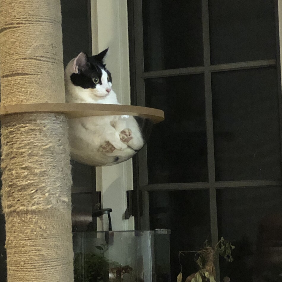 もーもーのカバー写真