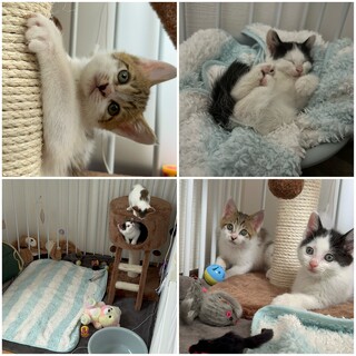 とっても仲良しな兄弟子猫