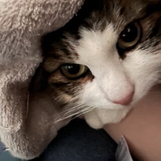 里親を募集しています。