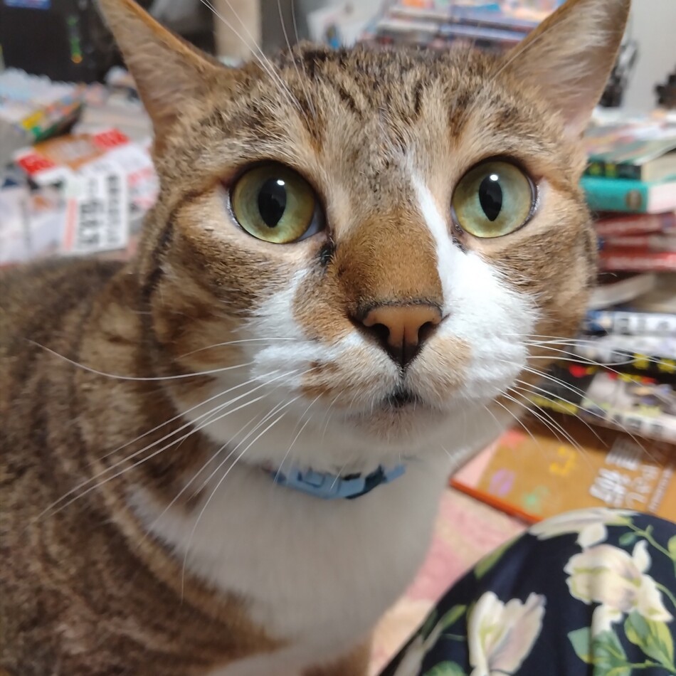 るかのカバー写真