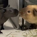 ロシアンスモークモルモット＆スキニーギニアピッグ