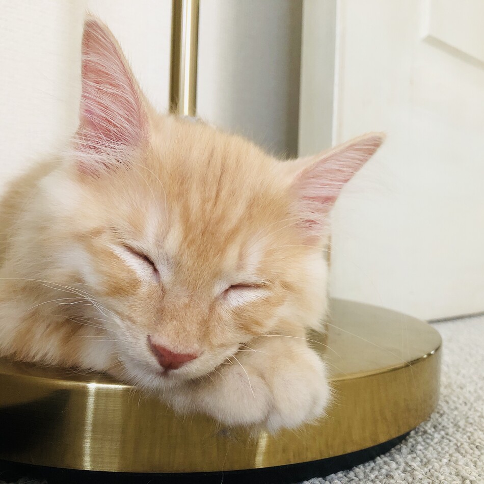 うにのカバー写真