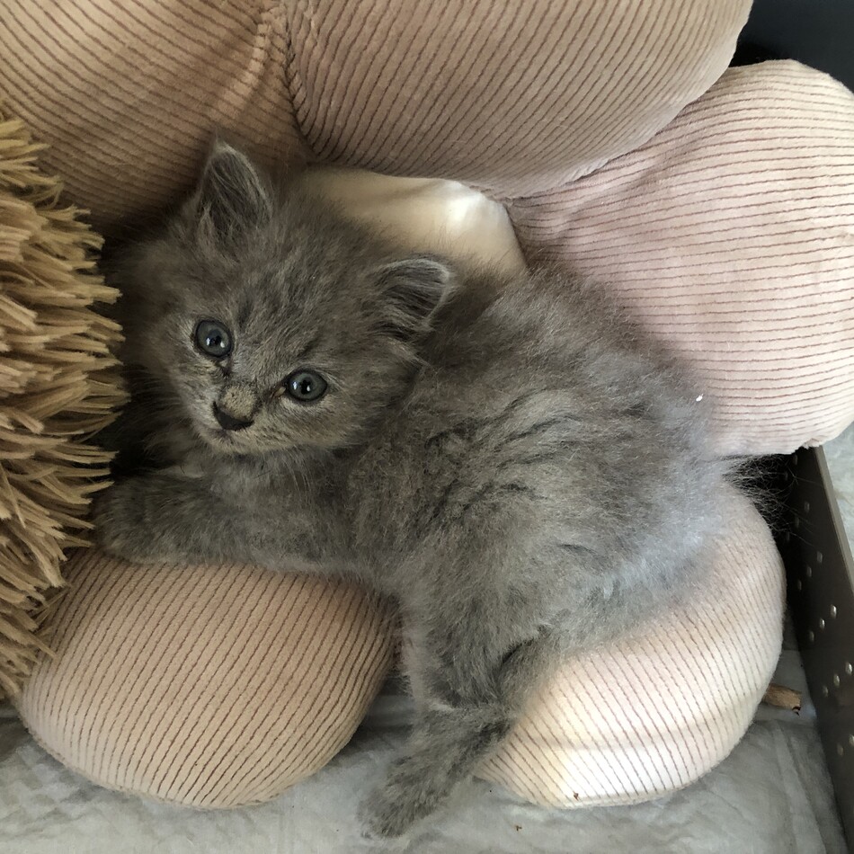 みみのカバー写真