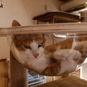 とてもかまってちゃんでキュートな猫ちゃんです！
