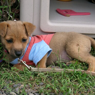 うちにやってきた日のチョコ