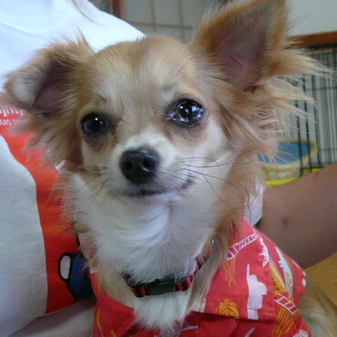 うちにやってきた日のなっつ