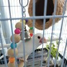 白文鳥の里親になってくれませんか？ サムネイル2