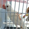 白文鳥の里親になってくれませんか？ サムネイル3