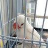 白文鳥の里親になってくれませんか？ サムネイル4