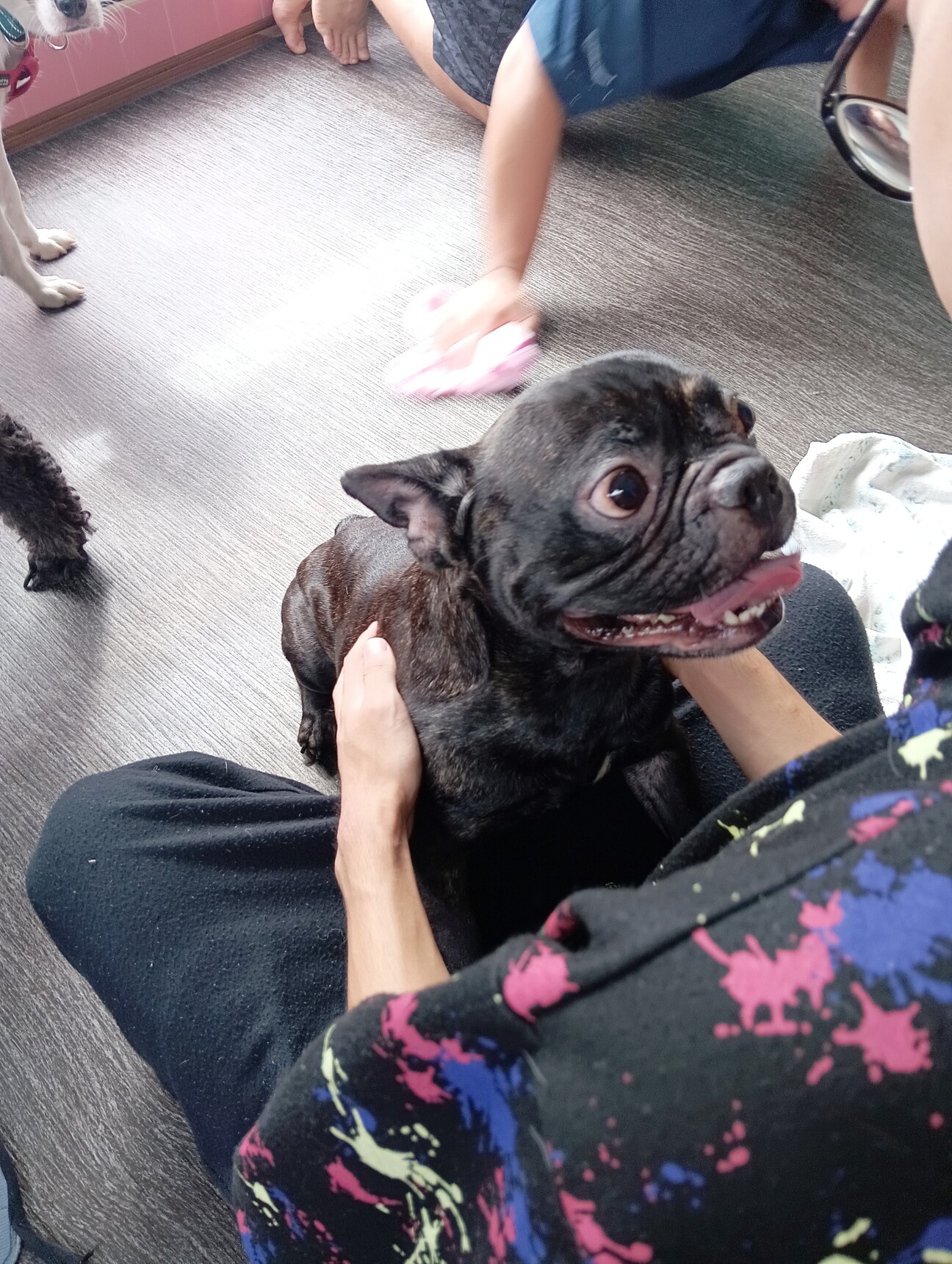 「フレンチブルドッグ 3歳...」宮城県 - 犬の里親募集(500224) :: ペットのおうち【里親決定30万頭！】