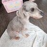 ミニチュアシュナウザー　男の子♂　５歳 サムネイル3