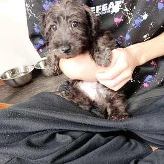 雑種　男の子♂　3ヶ月