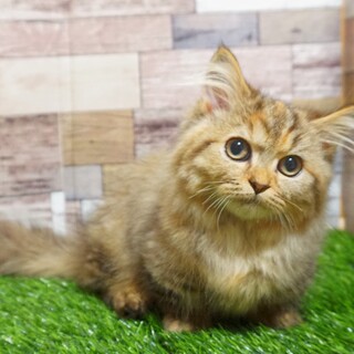 頭なでなでが大好きなペルシャの女の子♪