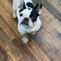 お見合い予定。おっとり穏やか、牛ちゃん