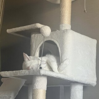 人懐っこい甘えんぼちゃんです