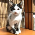 鼻のぽちぽち模様が特徴、うしちゃん