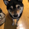 ちょっとだけ大きめの豆柴(黒) サムネイル5