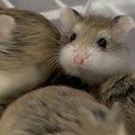 ロボロフスキー  ハムスター　里親様募集
