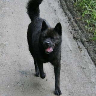 甲斐犬黒虎毛メス