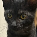 優しい黒猫の女の子♡生後4ヶ月から5ヶ月頃の子猫