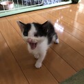 イケメン仔猫の里親募集