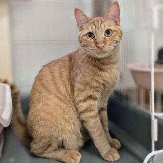 茶トラのまつりくん