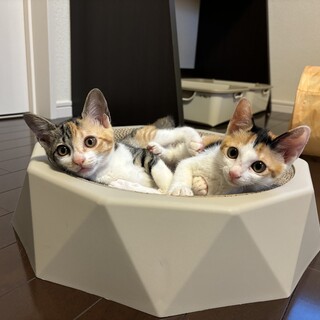 ★べっぴんさん★三毛仔猫姉妹★