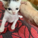 愛嬌バツグン仔猫