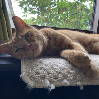 膝乗り添い寝の甘えん坊男の子　茶々まる