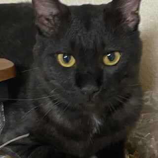 逃亡者　クーちゃん