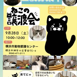 保護猫の譲渡会 サムネイル1