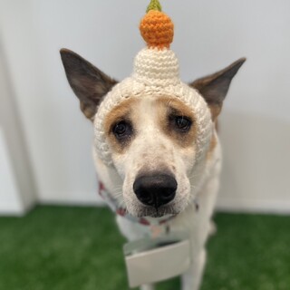 とっても忠実で犬から好かれるこ