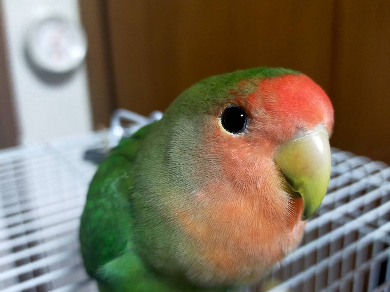 気の強いコザクラインコちゃん」埼玉県 - 鳥の里親募集(500277) 1枚目