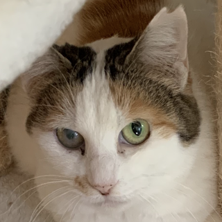 10/19譲渡会参加!モフモフの白ミケ5~7歳