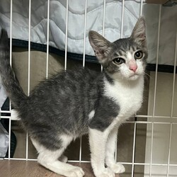 in江南市☆子猫たくさん！保護猫をオウチに迎えよう☆2024年9月22日（日）～ちーむ にゃいんず