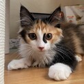 ふわふわやや長毛の『ライチ』です