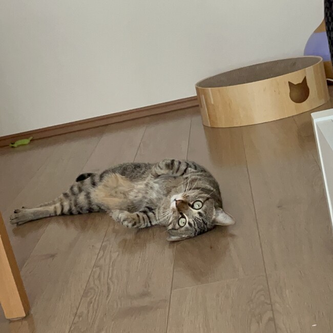 富夫のカバー写真