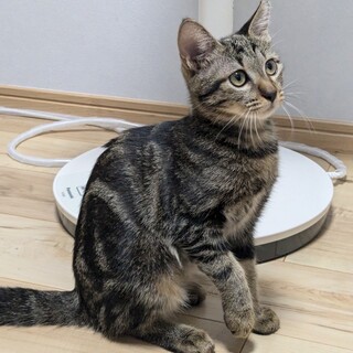 アメショ柄のロシェちゃんにずっとのおうちを！