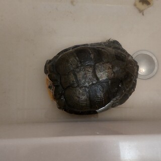 【お話し中】祖母が飼っているミドリガメ1匹